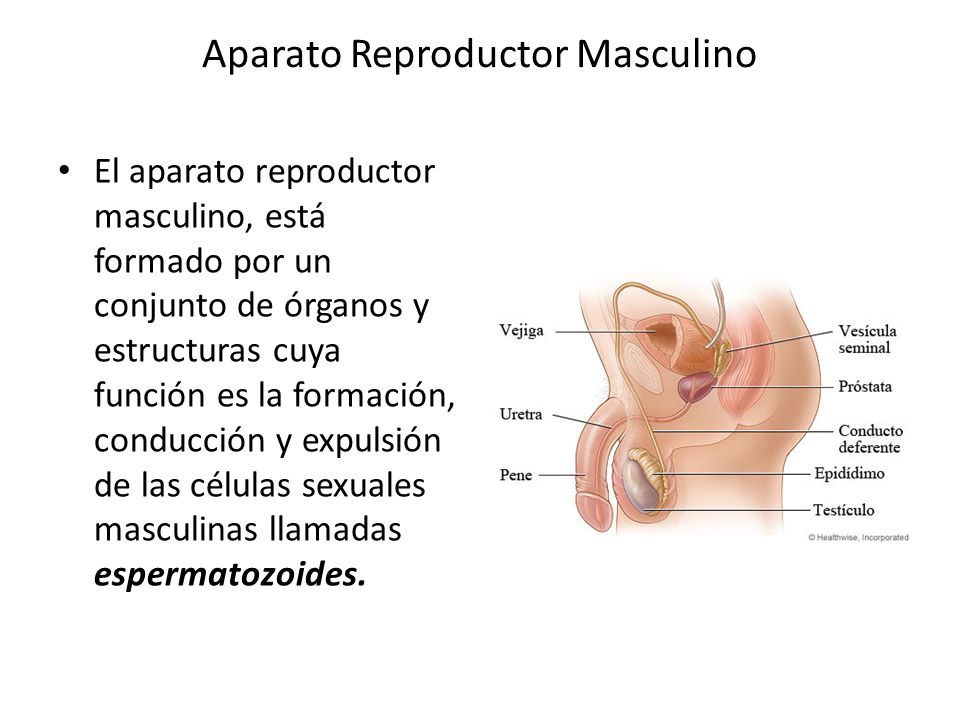 prostata funcion y estructura prostata funcion y estructura